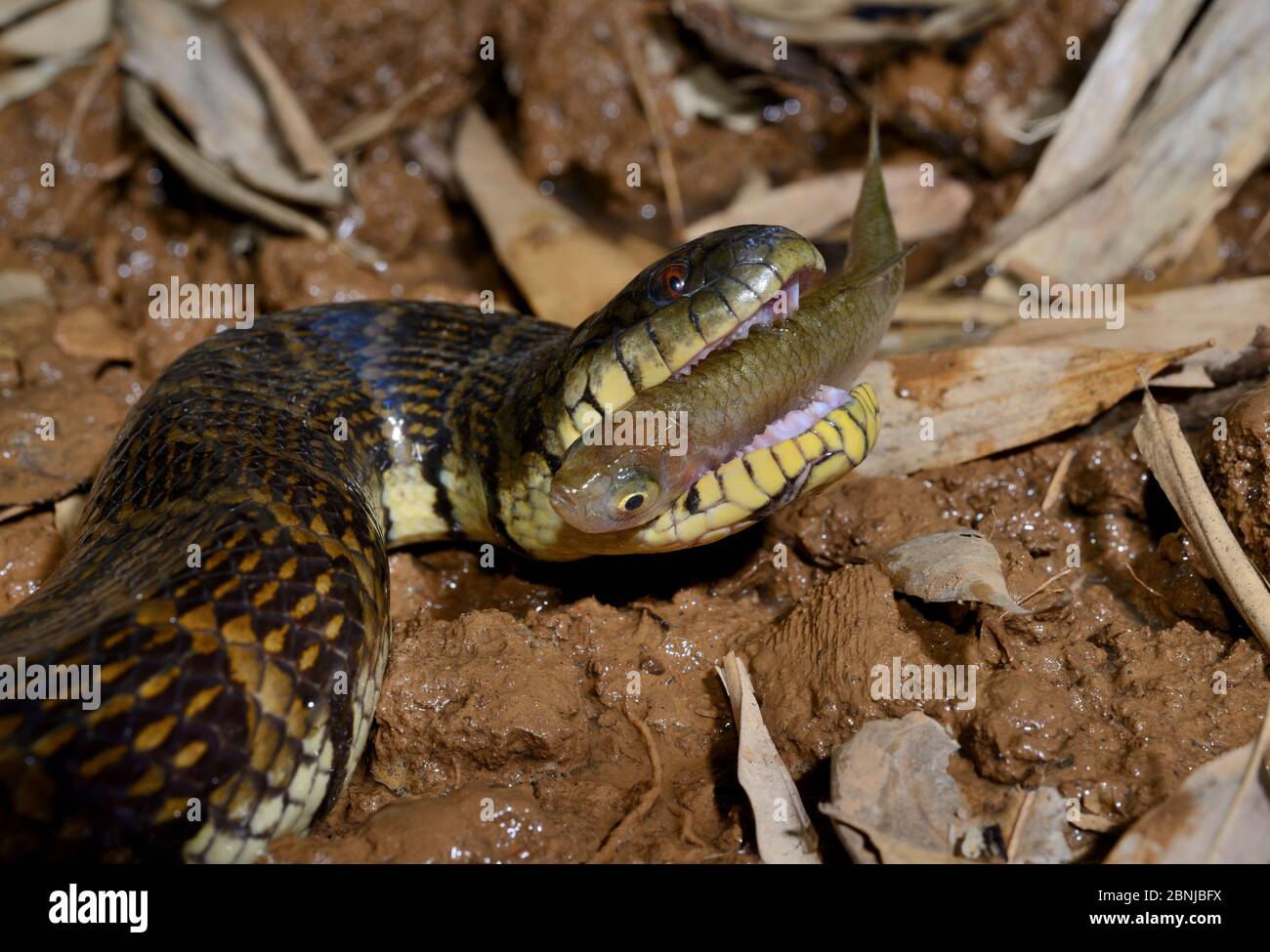 Bocourt's mud snake (Subsessor bocourti) feeding on fish, captive, occurs in South East Asia. Stock Photo