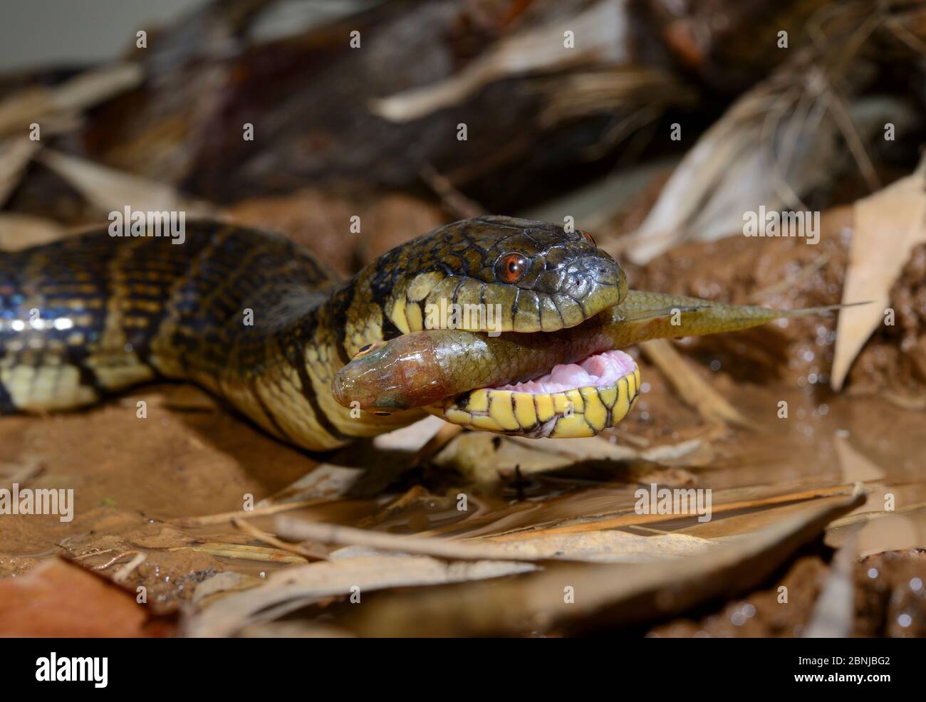 View of Bocourt's mud snake (Subsessor bocourti) feeding on fish, captive ...