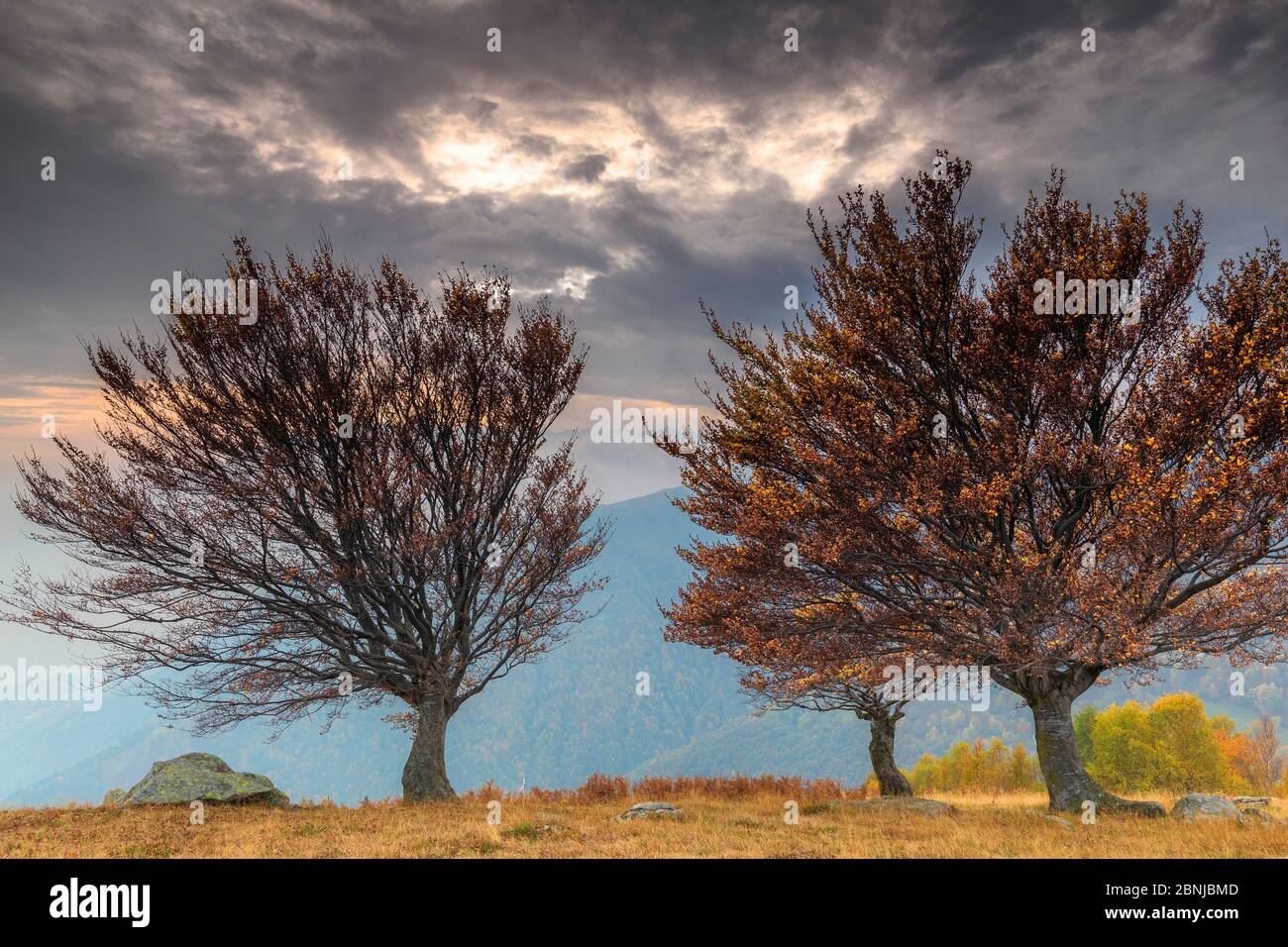 Three trees at sunset in autumn, Lombardy, Italy, Europe Stock Photo