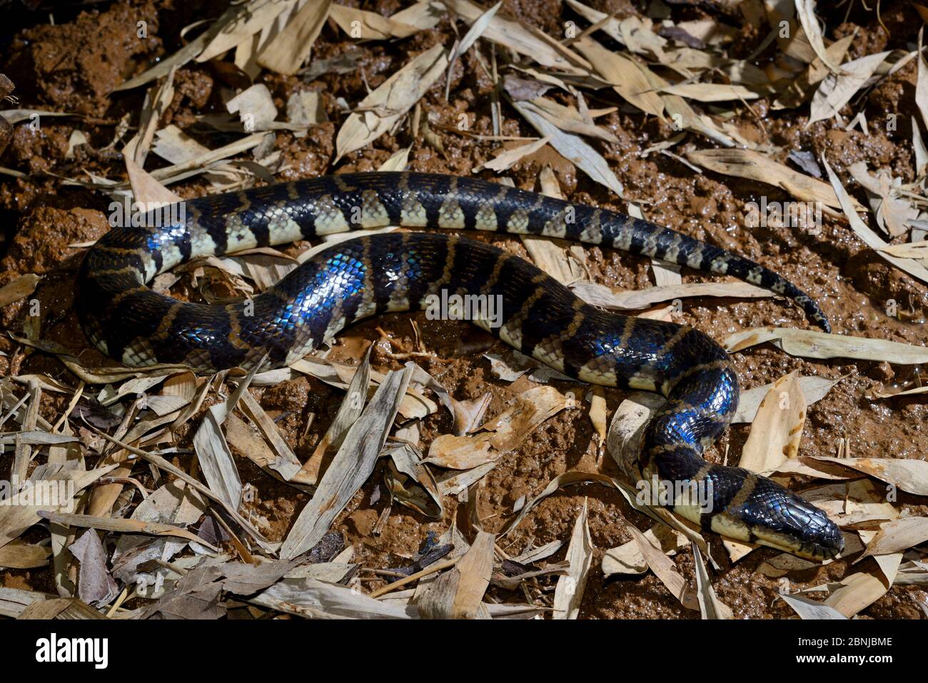 Bocourt's mud snake (Subsessor bocourti) captive, occurs in South East