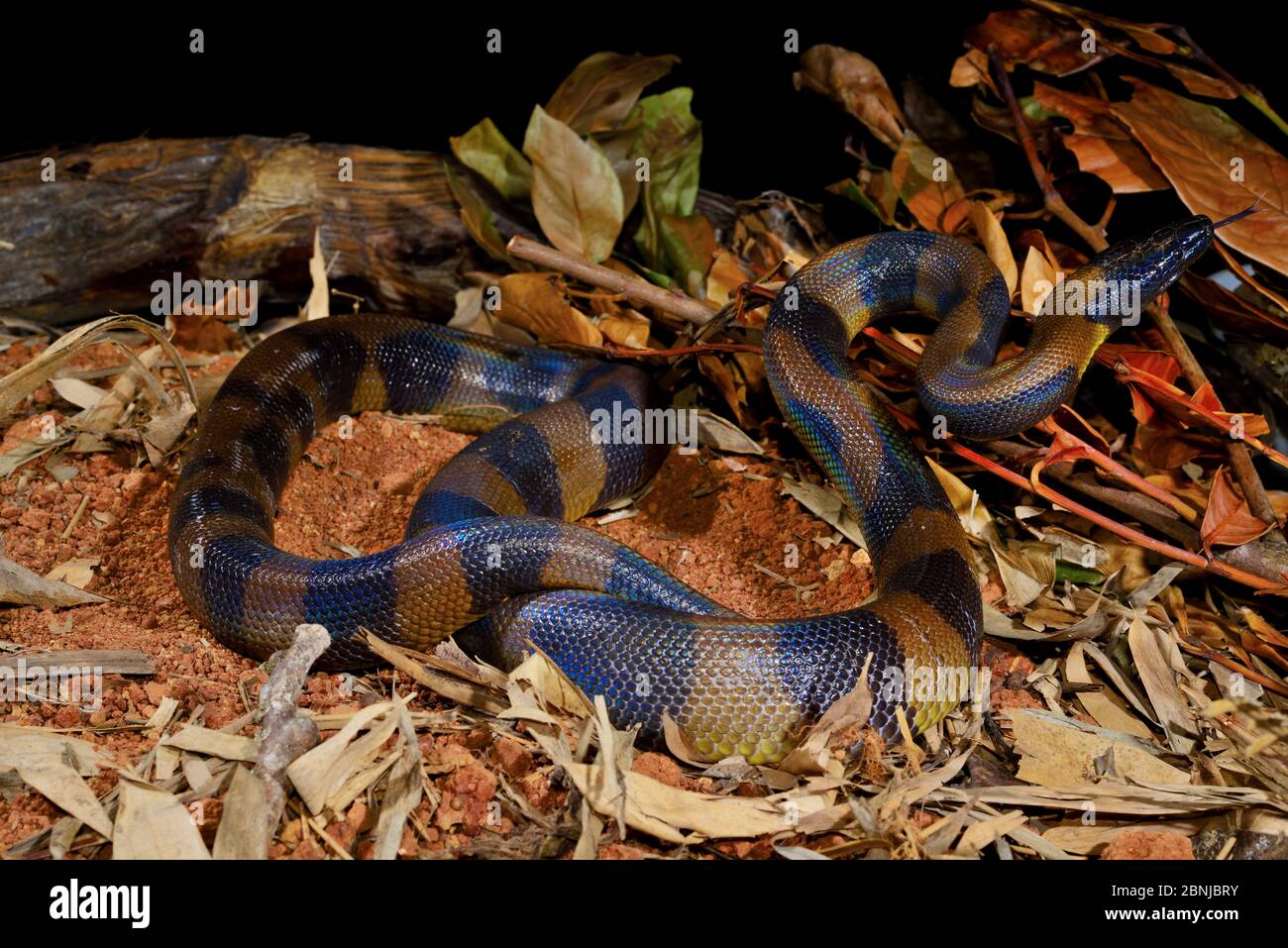 Bismarck ringed python (Botrochilus boa) captive, occurs in Papua New Guinea. Stock Photo