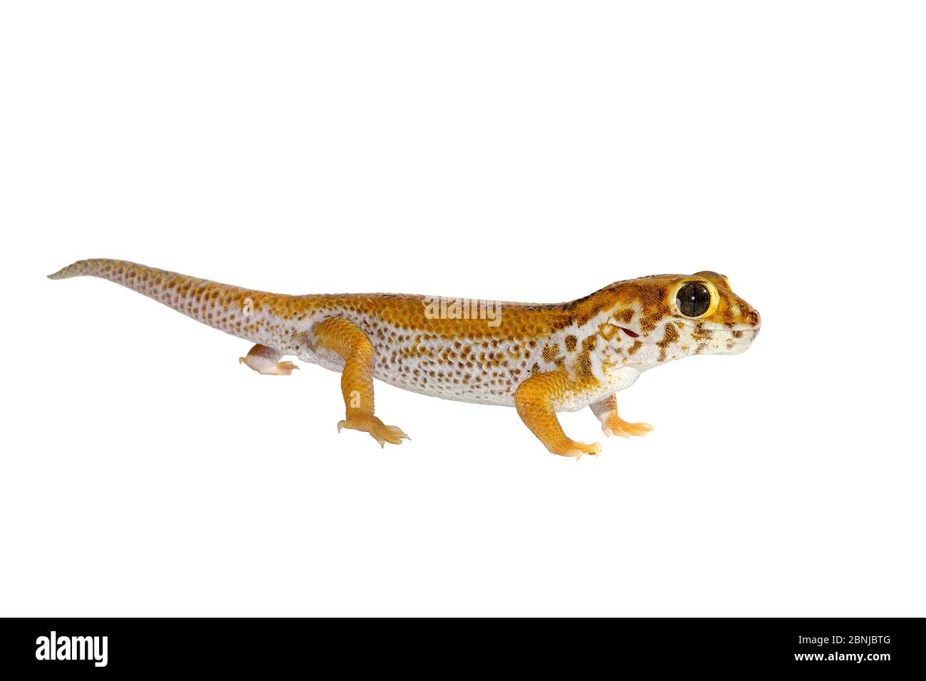 Wonder gecko (Teratoscincus keyserlingi) captive, occurs in Asia. Stock Photo