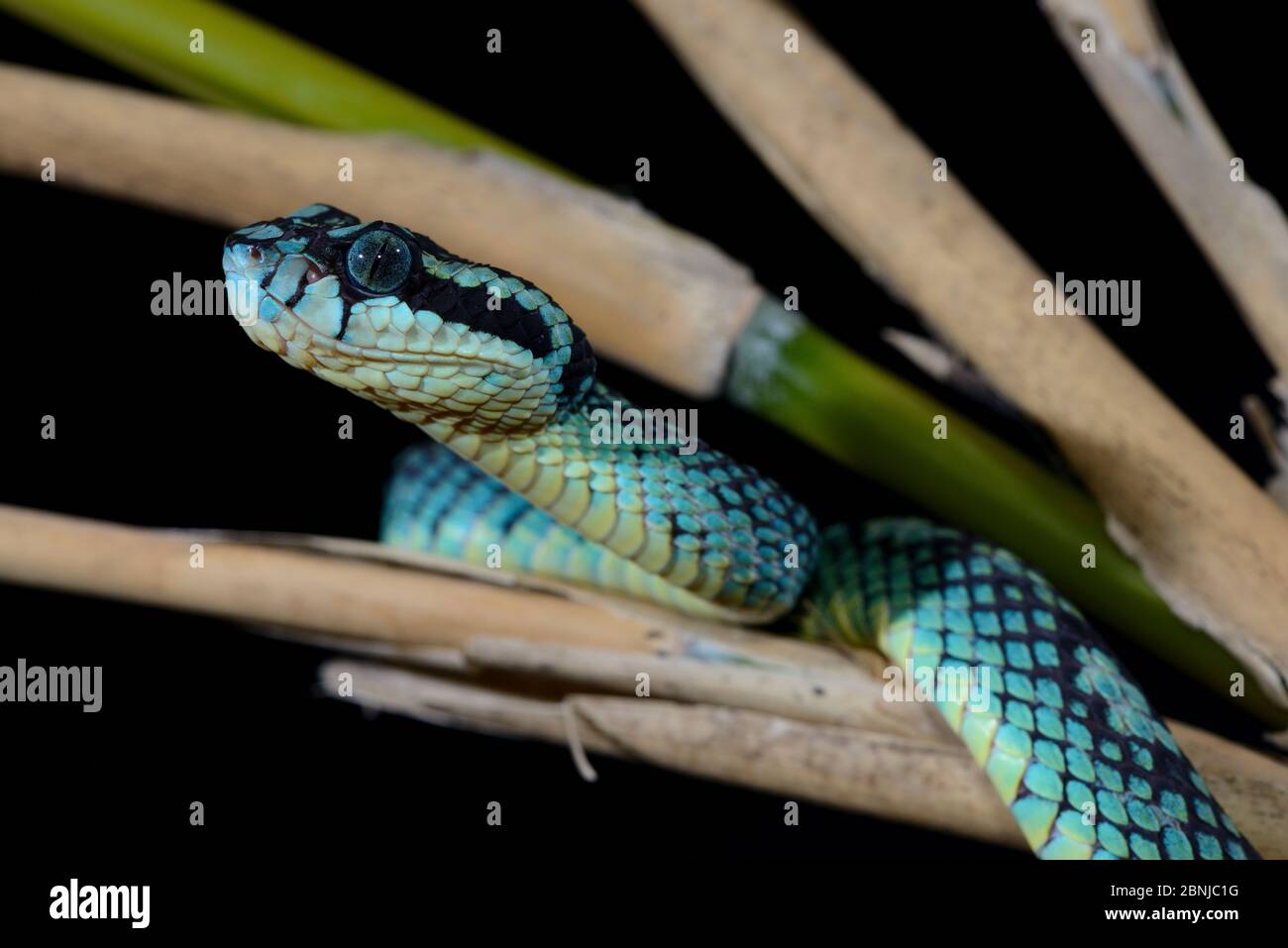 Sri Lankan pit viper (Trimeresurus trigonocephalus) captive, occurs in Sri Lanka. Stock Photo