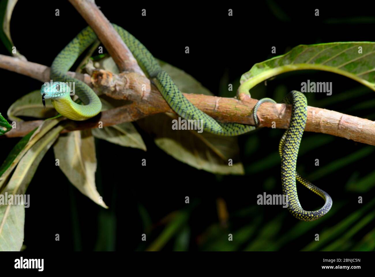 Jameson’s mamba (Dendroaspis jamesoni) captive, occurs in Central Africa. Stock Photo