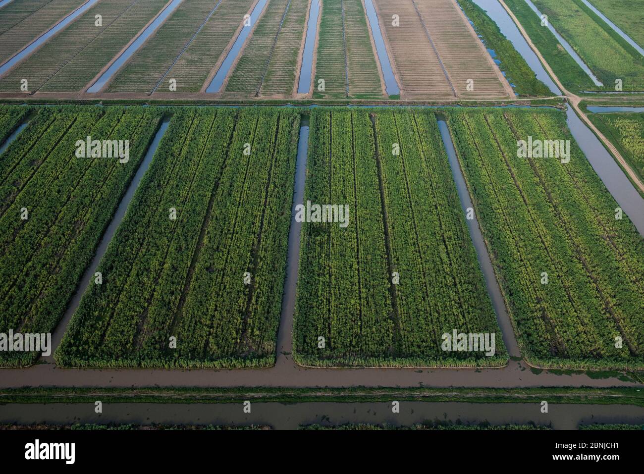 Aerial view of Sugar Cane production, Guyana, South America, December
