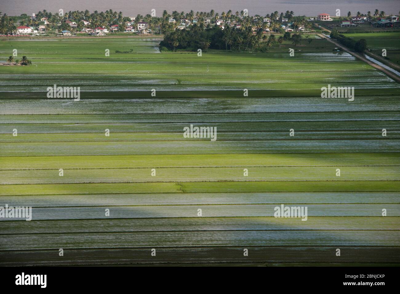Aerial view of rice crop production in coastal area of Guyana, South