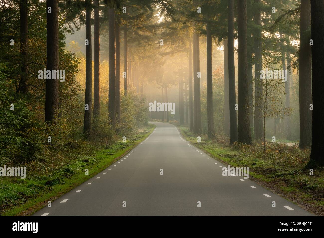 An empty road in the forest on an early morning Stock Photo