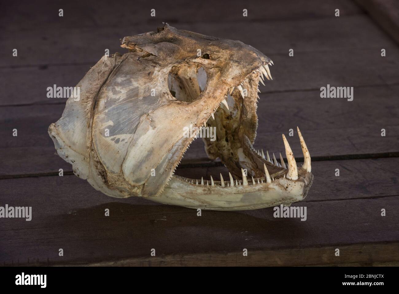 Aimara (Hoplias aimara) skull, Dadanawa Ranch (a cattle ranch, one of the largest private ranches in the world) South Rupununi savanna, Guyana, South Stock Photo