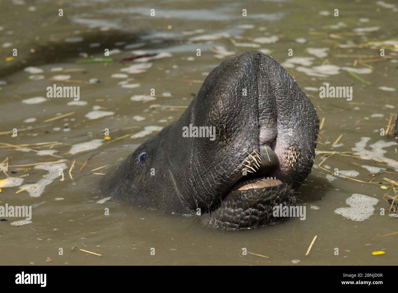 West Indian manatee (Trichechus manatus) mouth above water, Georgetown zoo, Guyana, captive Stock Photo