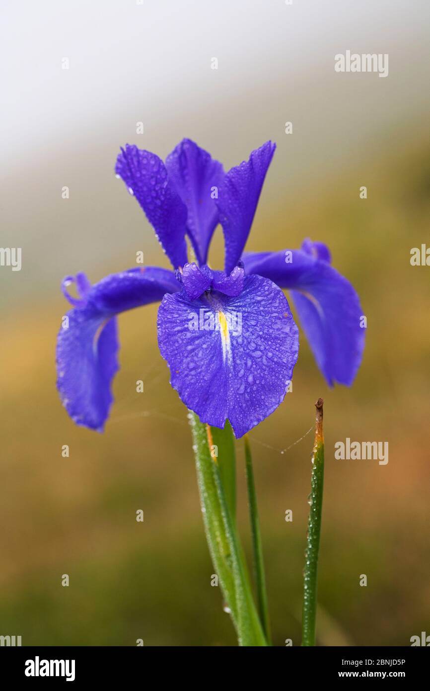 Spanish iris (Iris latifolia) in early morning mist. Pyrenees National Park, France. July. Stock Photo