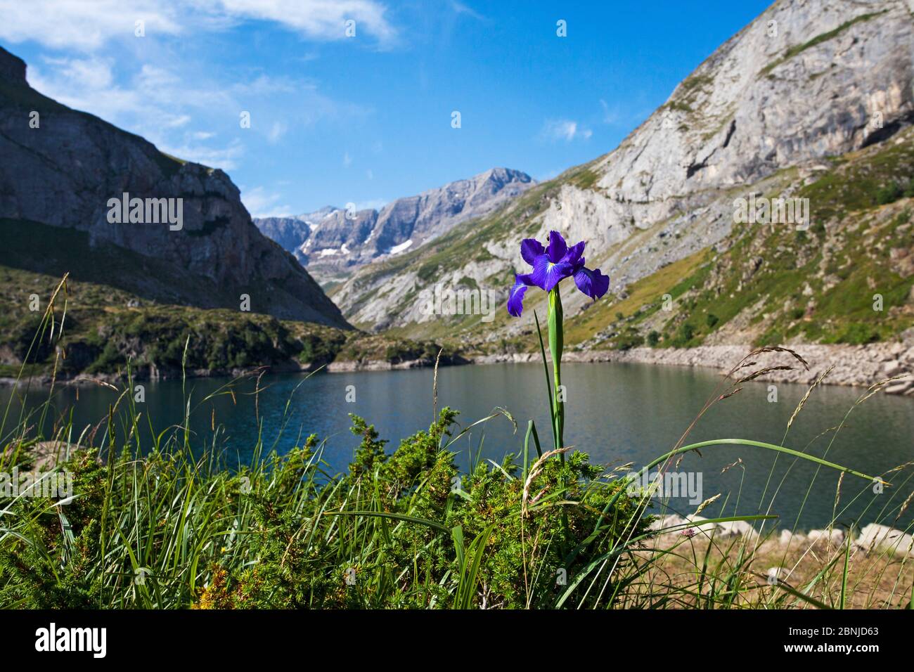 Spanish iris (Iris latifolia) beside the Lac des Gloriettes with the Breach of Tuquerouye, Pyrenees National Park, France. July. Stock Photo