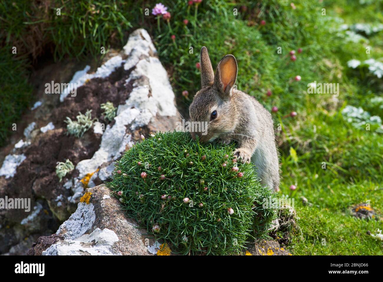 Rabbit (Oryctolagus cuniculus) sniffing Thrift (Armeria maritima) Lunga Island, Treshnish Isles, Scotland, UK, May. Stock Photo