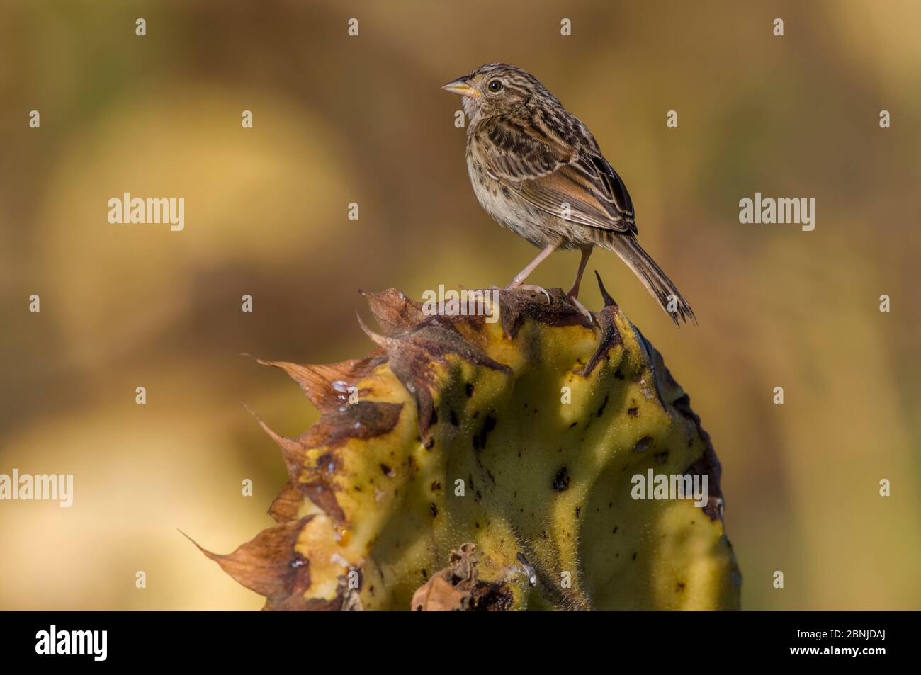 Grassland sparrow (Ammodramus humeralis) on seedhead, La Pampa, Argentina. Stock Photo