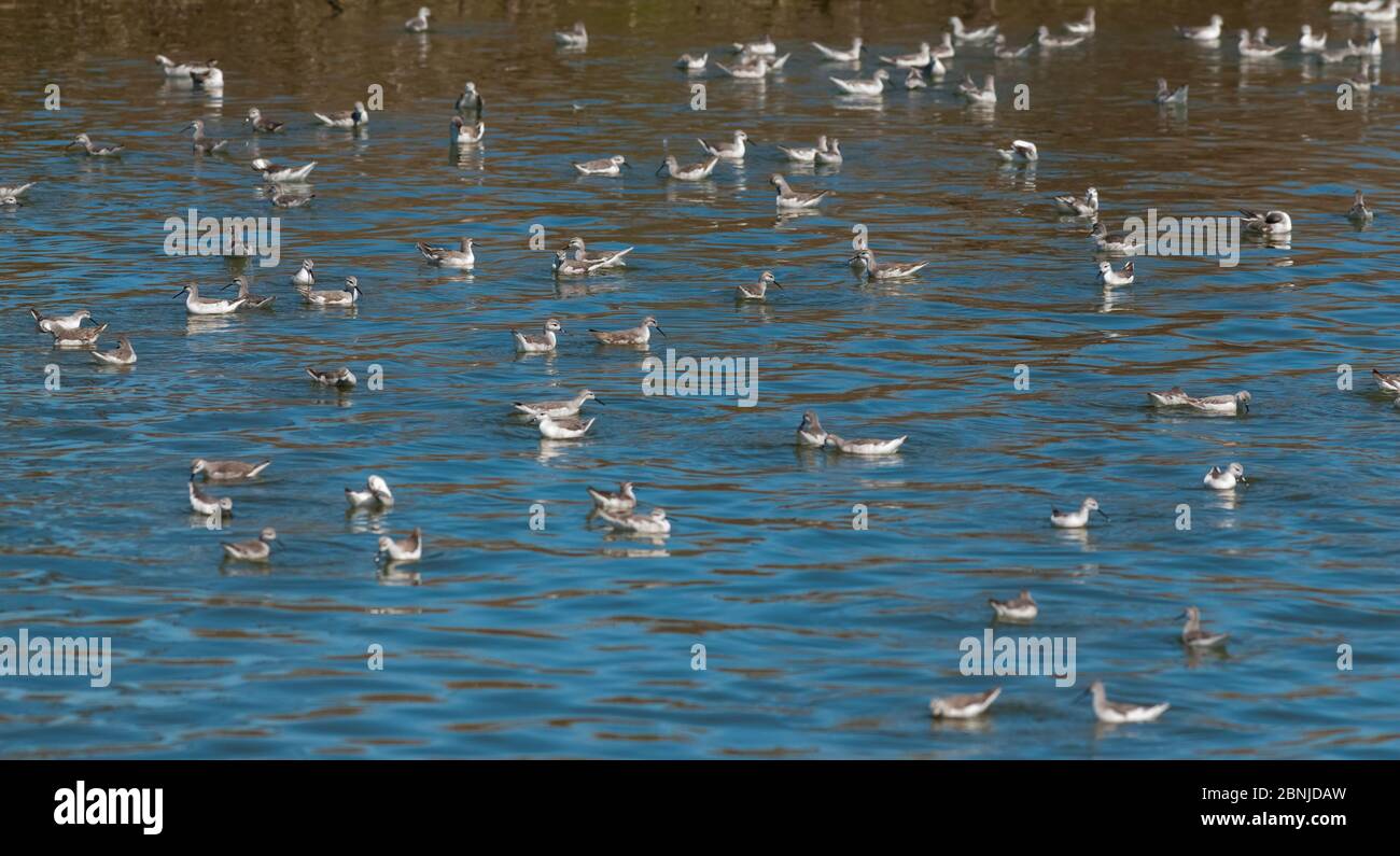 Wilson´s phalarope (Phalaropus tricolor) big flock feeding on water, La Pampa Argentina Stock Photo