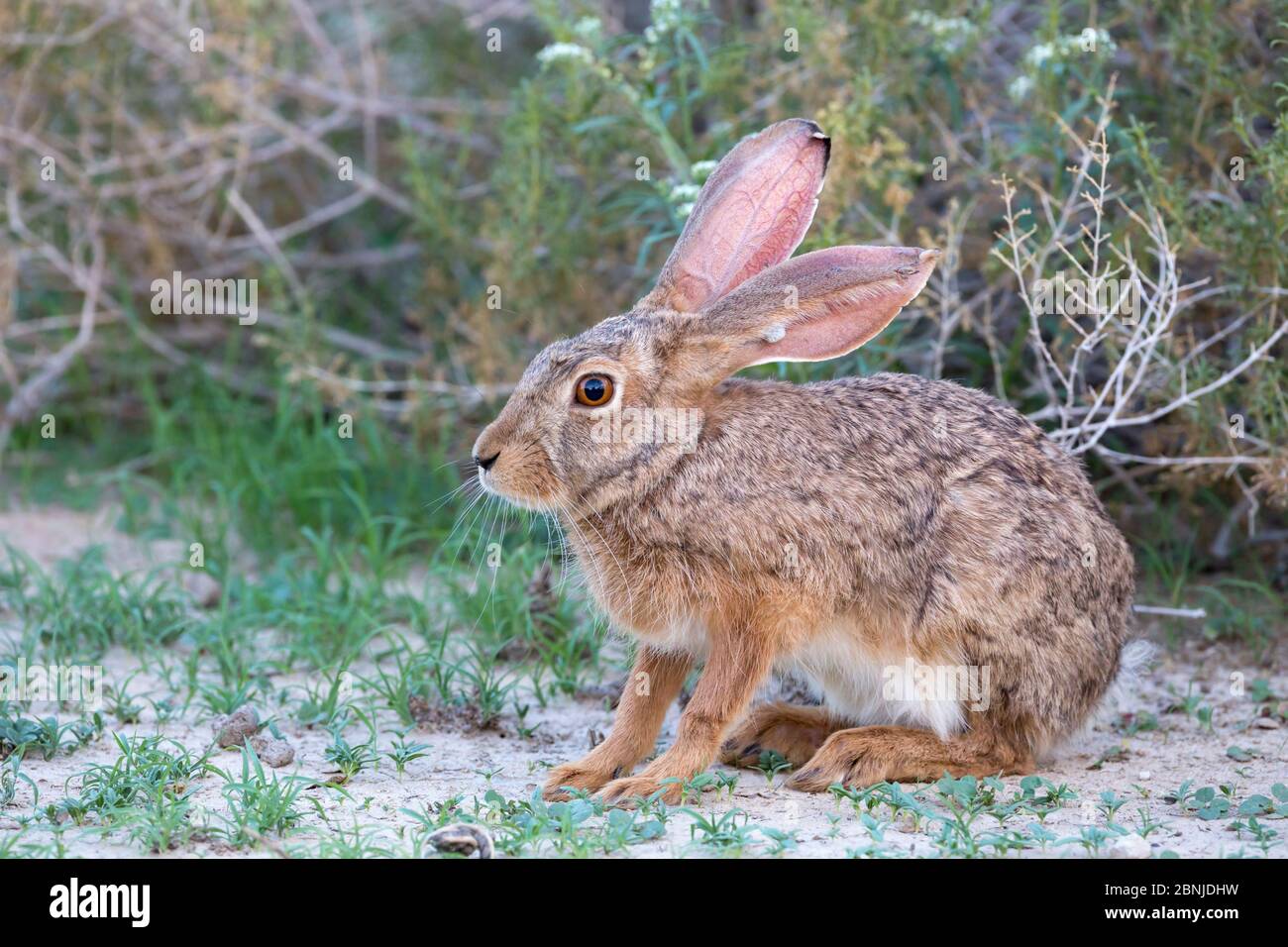 Cape hare (Lepus capensis) Kgalagadi Transfrontier Park, Northern Cape, South Africa Stock Photo