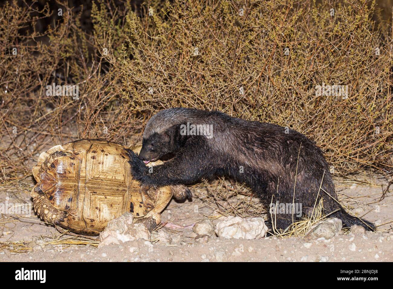 Honey badger / ratel (Mellivora capensis) eating Leopard tortoise (Geochelone pardalis
