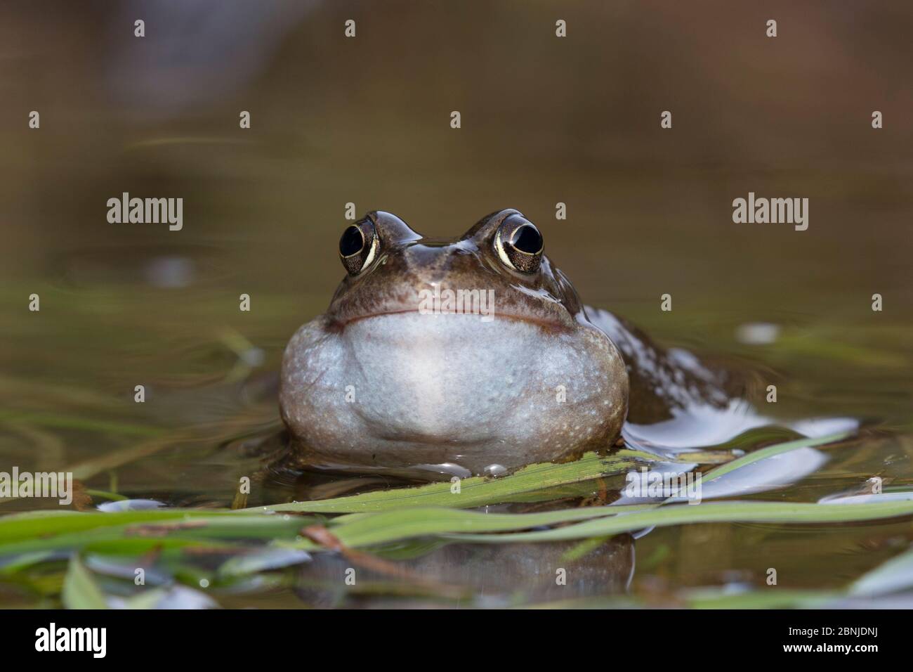 Common frog (Rana temporaria) calling at surface in breeding season
