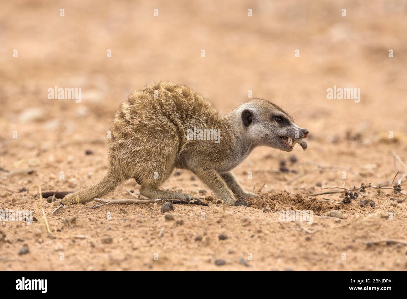 Suricate Eating Hi res Stock Photography And Images Alamy suricate-eating-hi-res-stock-photography-and-images-alamy