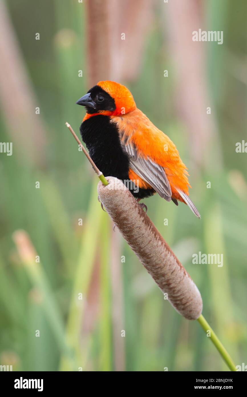 Southern red bishop (Euplectes orix) perching on bullrush, Northern Cape, South Africa, February Stock Photo