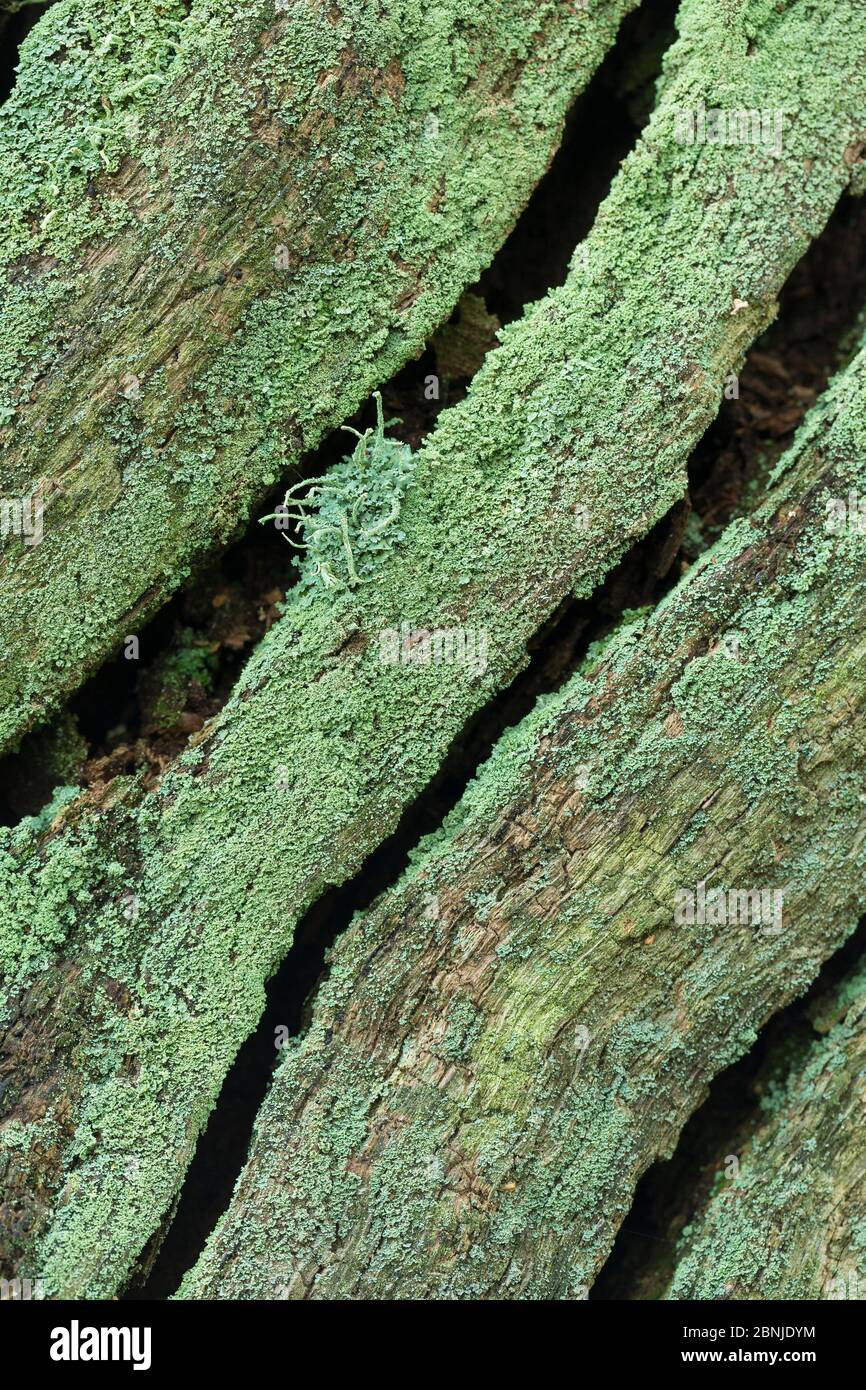 Lichen (Cladonia coniocraea) on oak stump, Sherwood Forest, Nottinghamshire UK Stock Photo