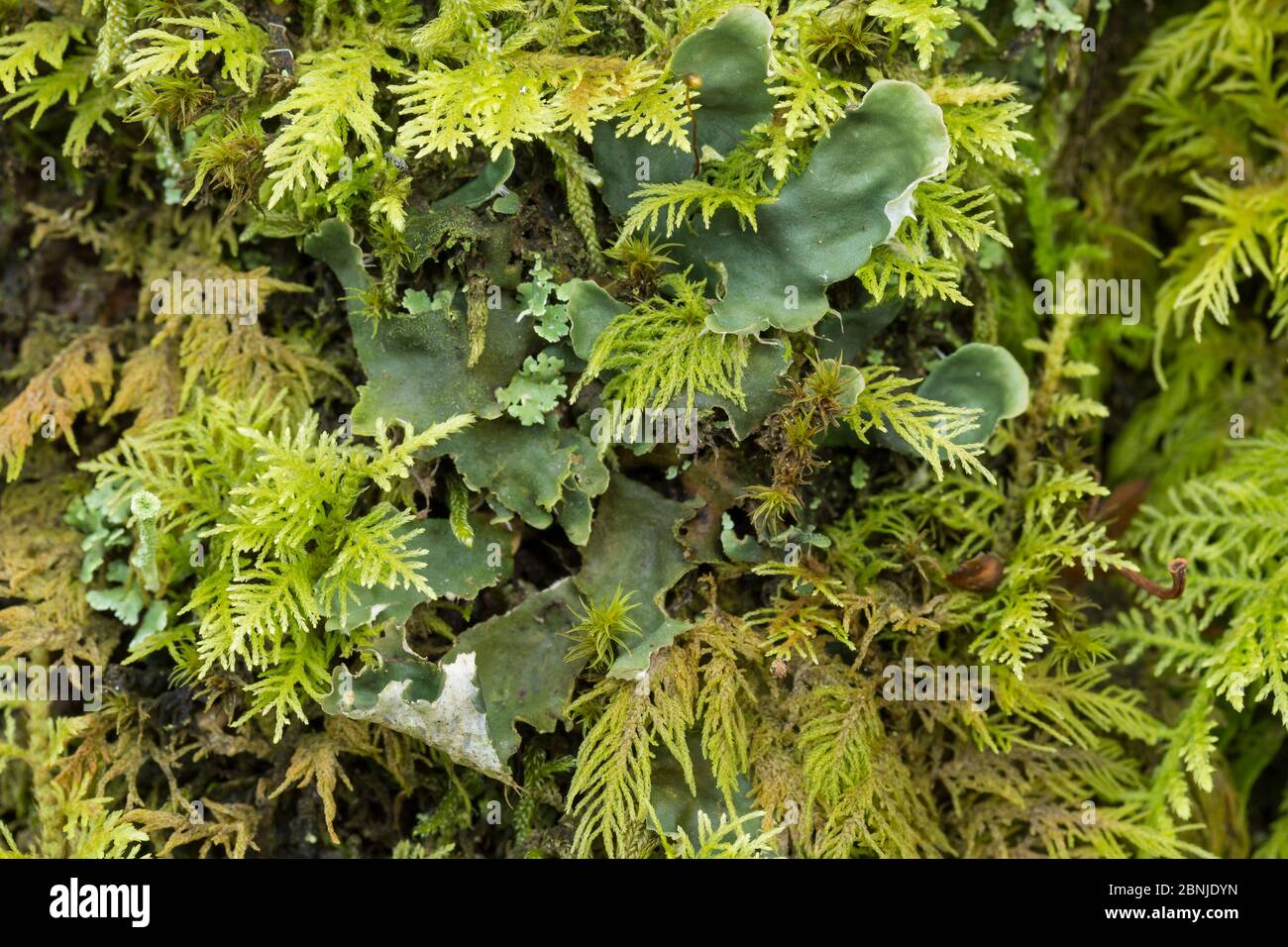 Lichen (Peltigera hymenina) Snowdonia National Park, North Wales, UK Stock Photo