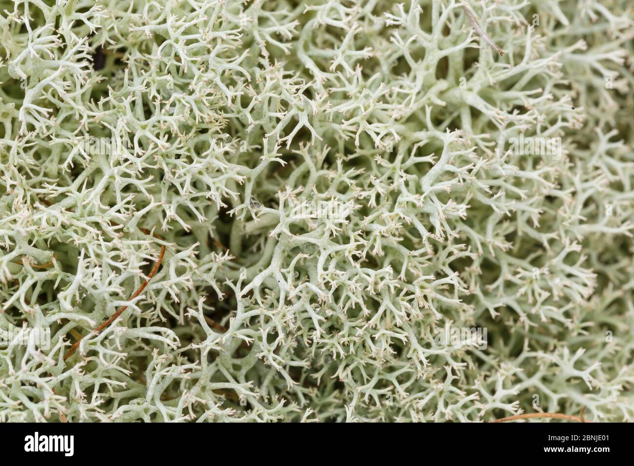 Reindeer moss (Cladonia portentosa) Peak District National Park, Derbyshire, UK Stock Photo