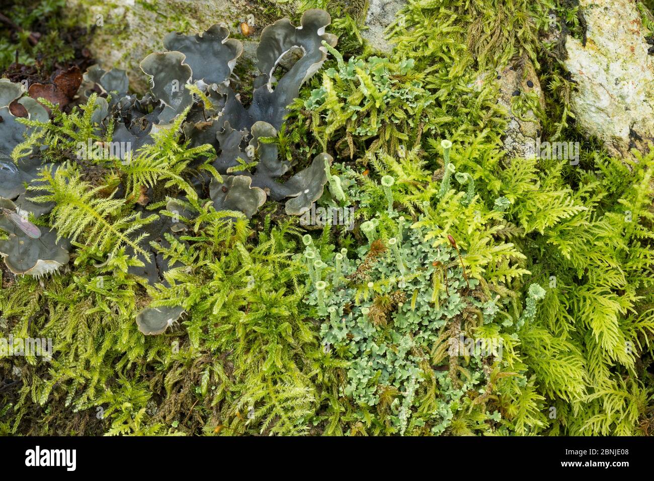 Mosses and lichen (Cladonia fimbriata) and (Peltigera hymenina) Snowdonia National Park, North Wales, UK Stock Photo