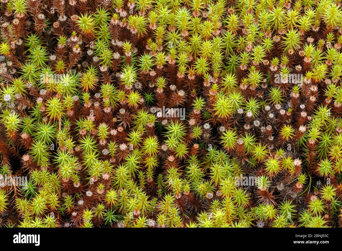 Juniper Hair-cap moss (Polytrichum juniperinum) Peak District National Park, Derbyshire, UK Stock Photo