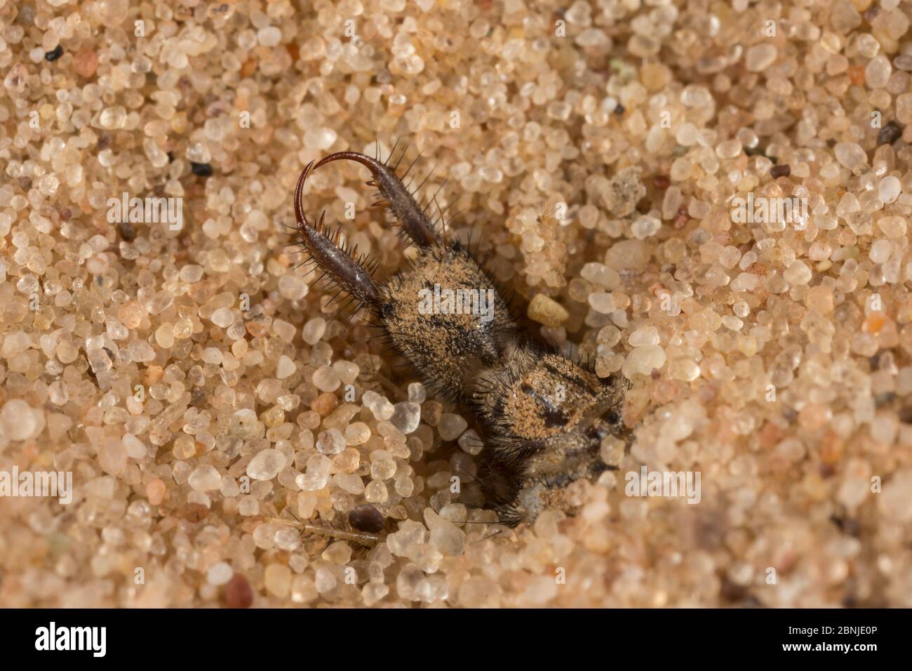 Ant-lion larva (Myrmeleontidae) captive Stock Photo