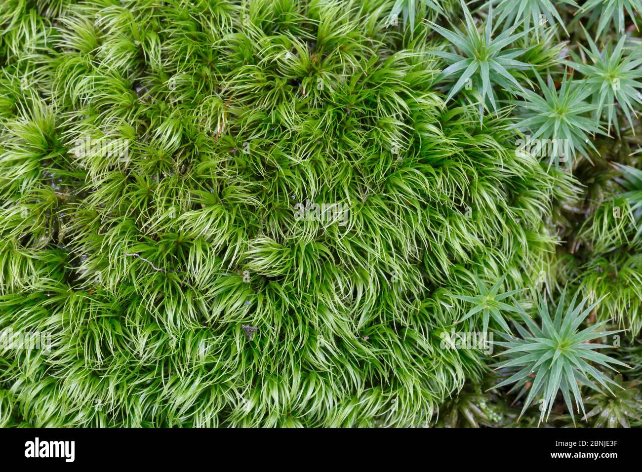 Greater Fork-moss (Dicranum majus) and (Polytrichum commune) Padley, Peak District National Park, Derbyshire, UK December Stock Photo