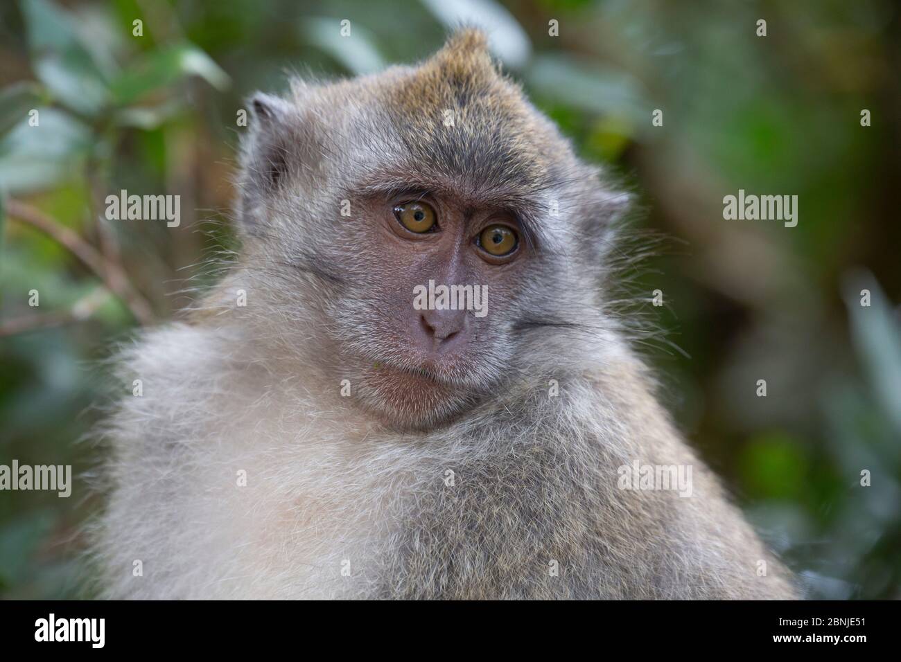Close-up of a macaque monkey in the rain forest in Langkawi, Malaysia ...