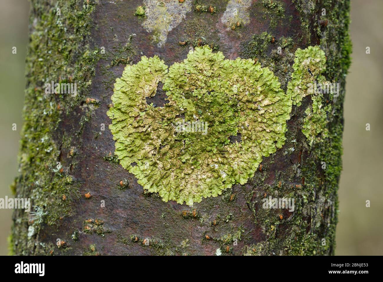 Foliose lichen (Melanelixia glabratula) Calver, Peak District National Park, Derbyshire, UK February Stock Photo