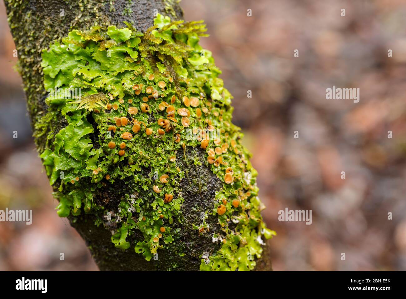 Green lungwort (Lobaria virens) La Gomera, Canary Islands, Spain Stock Photo