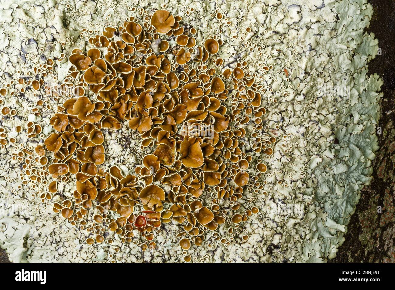 Lichen (Xanthoparmelia protomatrae) La Gomera, Canary Islands, Spain. Stock Photo