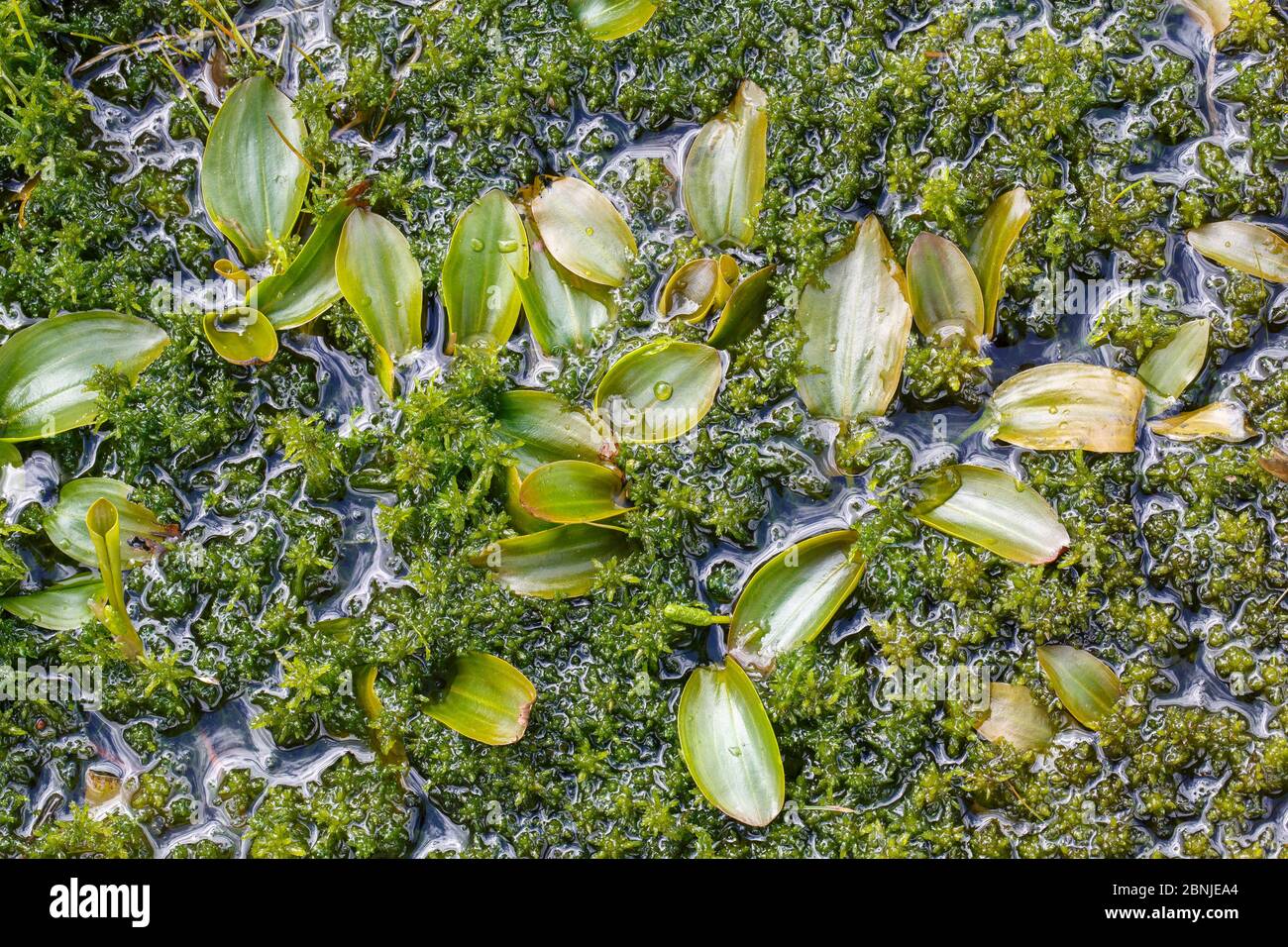 Broad-leaved pondweed (Potamogeton natans) growing among Sphagnum moss in a small pond in Woorgreens Nature Reserve, Gloucestershire, UK Stock Photo