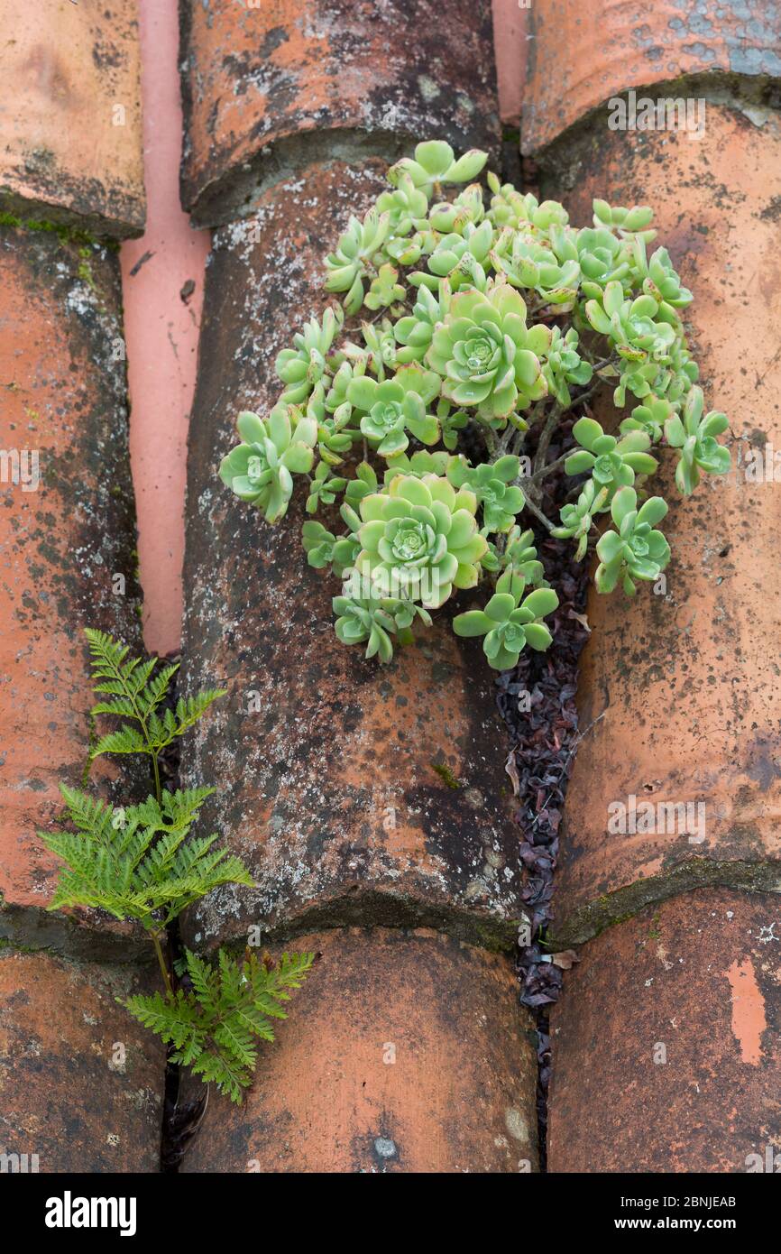 (Aeonium castello-paivae) endemic to La Gomera and a fern (Davallia canariense) growing on a terracotta roof, Las Rosas, La Gomera, Canary Islands, Sp Stock Photo