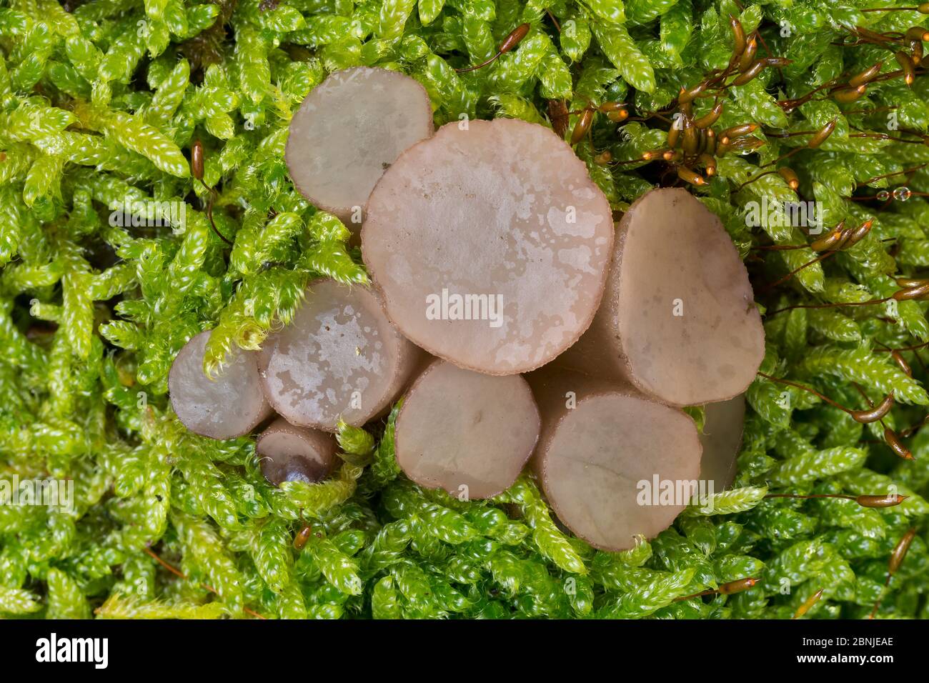 Beech jellydisc fungus (Neobulgaria pura) growing in Cypress-leaved plait moss (Hypum cupressiforme) Peak District National Park, Derbyshire, UK Octob Stock Photo