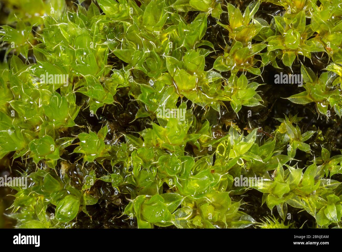 Capillary Thread-moss (Bryum capillare) Yorkshire, UK October.  Focus-stacked image Stock Photo