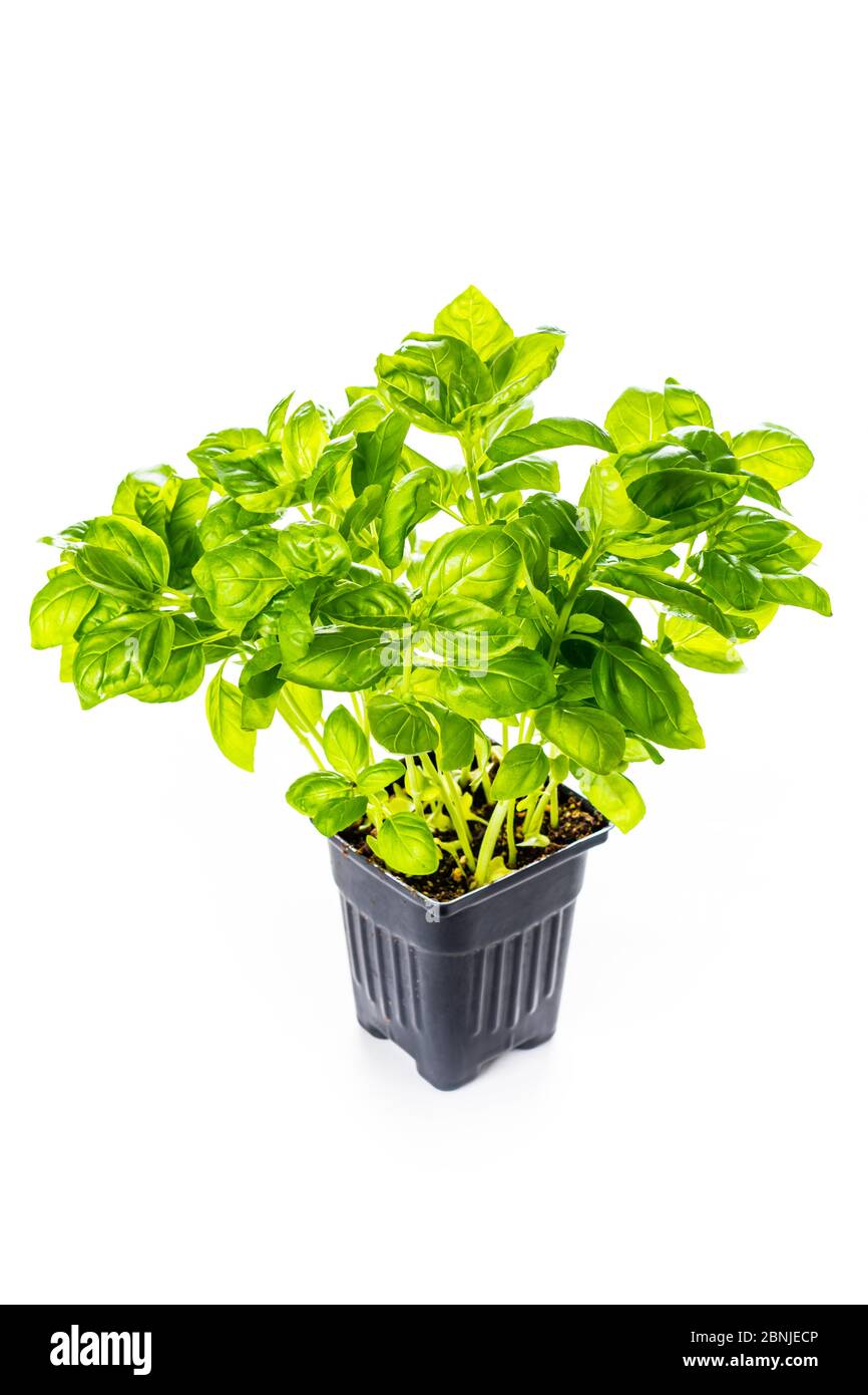 Growing Green Sweet Basil Herb Plants in Pot Isolated on White Stock ...