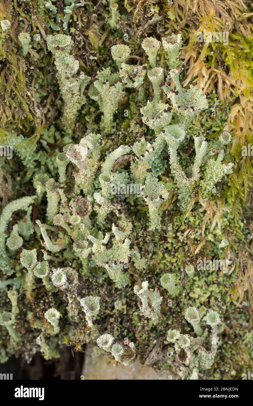 Lichen (Cladonia pocillum) Snowdonia National Park, North Wales, UK October Stock Photo