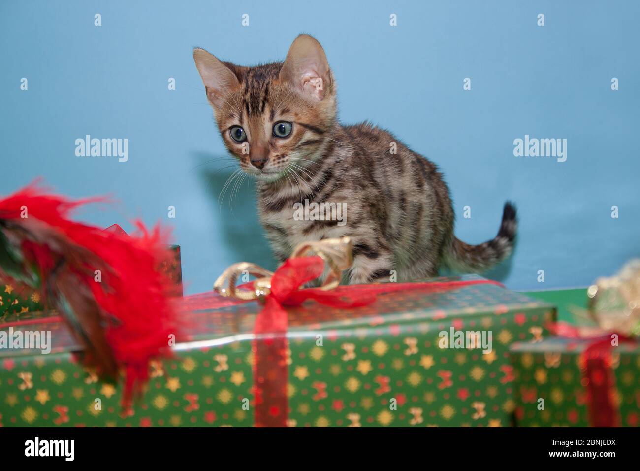 Cute bengal kitten is sitting near the festive's gifts. Pet animals. One month old. Stock Photo