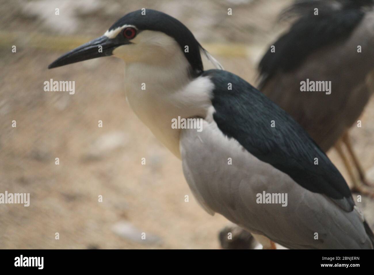 BIRDS Stock Photo