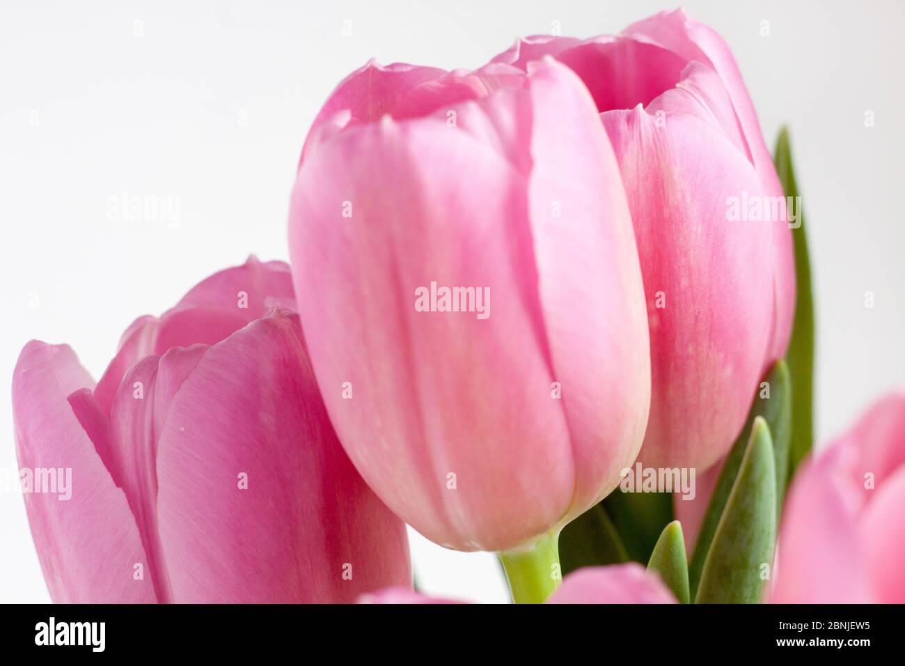 Beautiful pink tulips isolated on white background. Live nature. Stock Photo