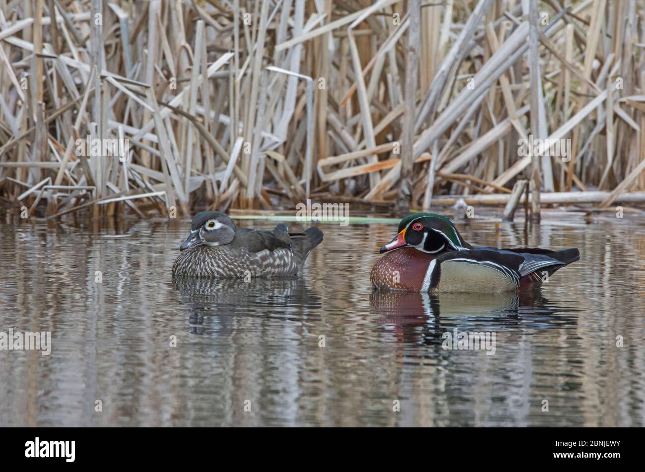 Wood duck (Aix sponsa) male female pair. Acadia National Park, Maine