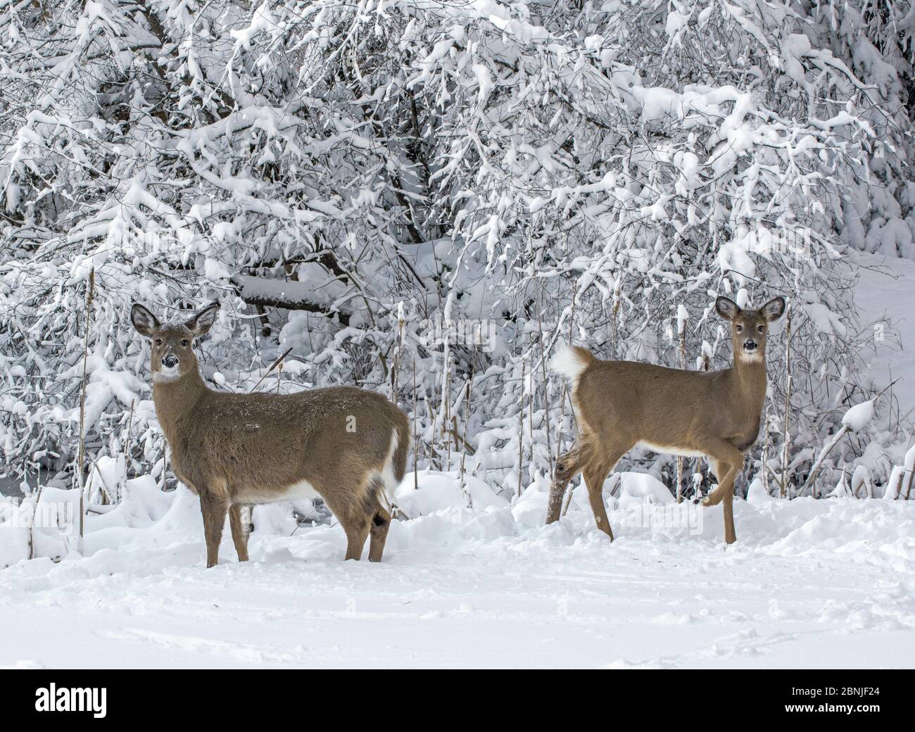 White-tailed deer (Odocoileus virginianus) in winter, Acadia National Park, Maine, USA. February. Stock Photo