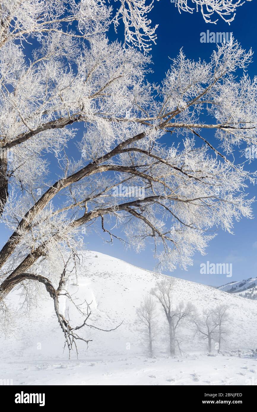 Frosted Cottonwood trees (Populus deltoides) at Buffalo Ranch, Lamar Valley, Yellowstone National Park, Wyoming, USA. February 2016. Stock Photo
