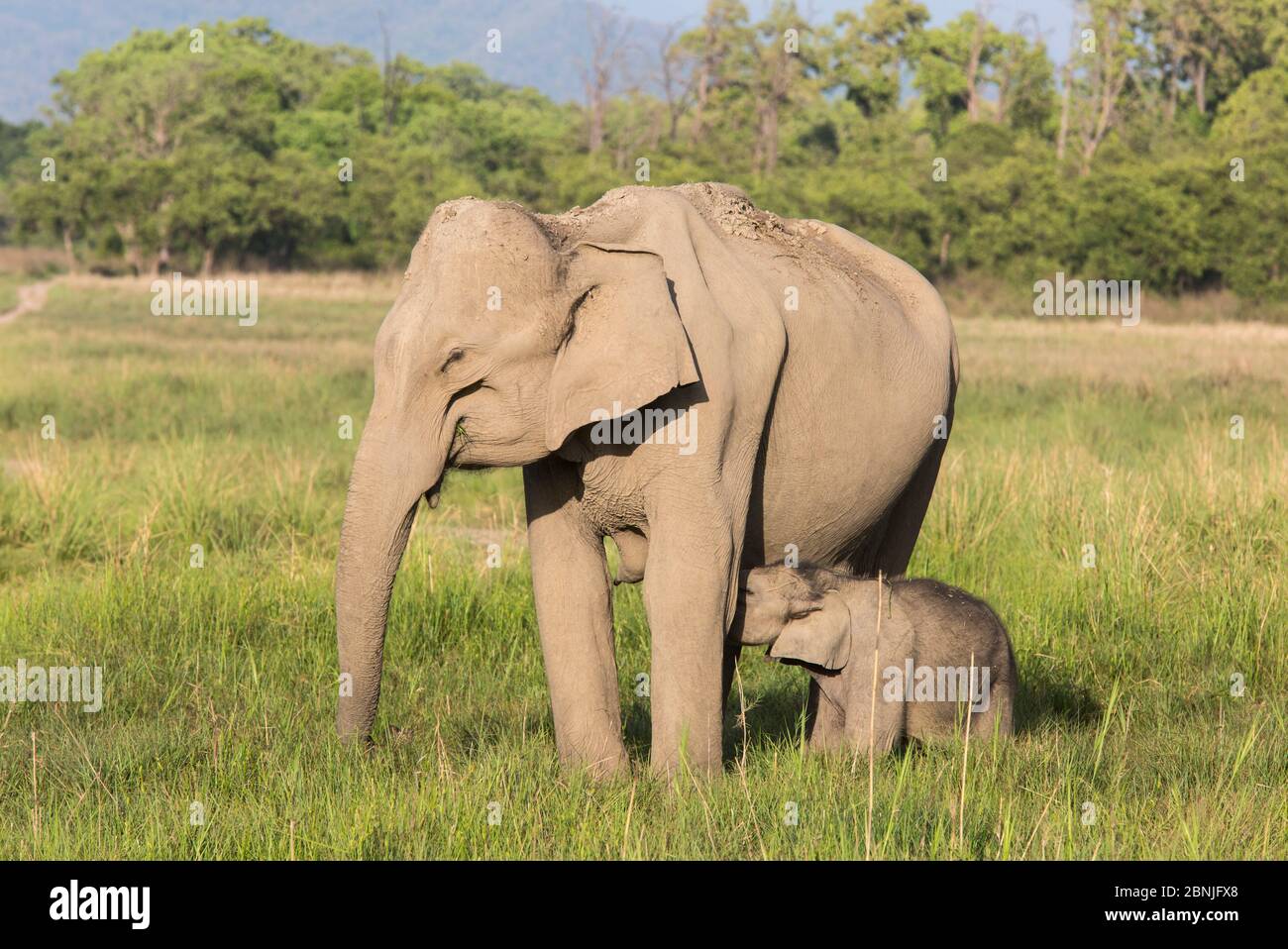 Asiatic elephant (Elephas maximus), calf suckling while mother feeding grass. Jim Corbett National Park, India. Stock Photo