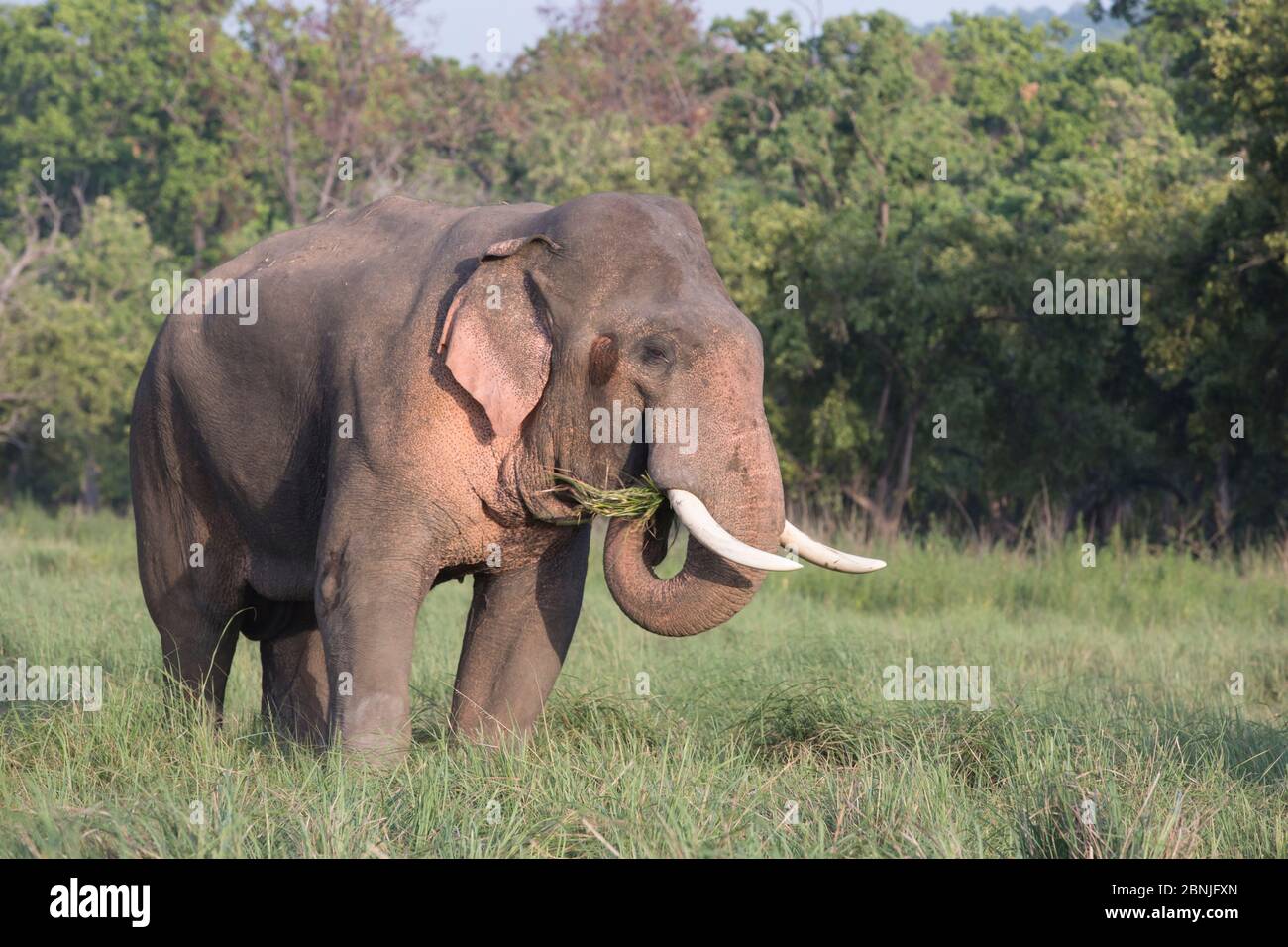 Asiatic elephant (Elephas maximus) male in musth grazing, with