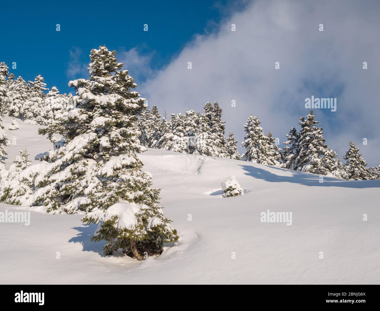 Landscape of a mountain with fir trees covered with snow in Greece ...