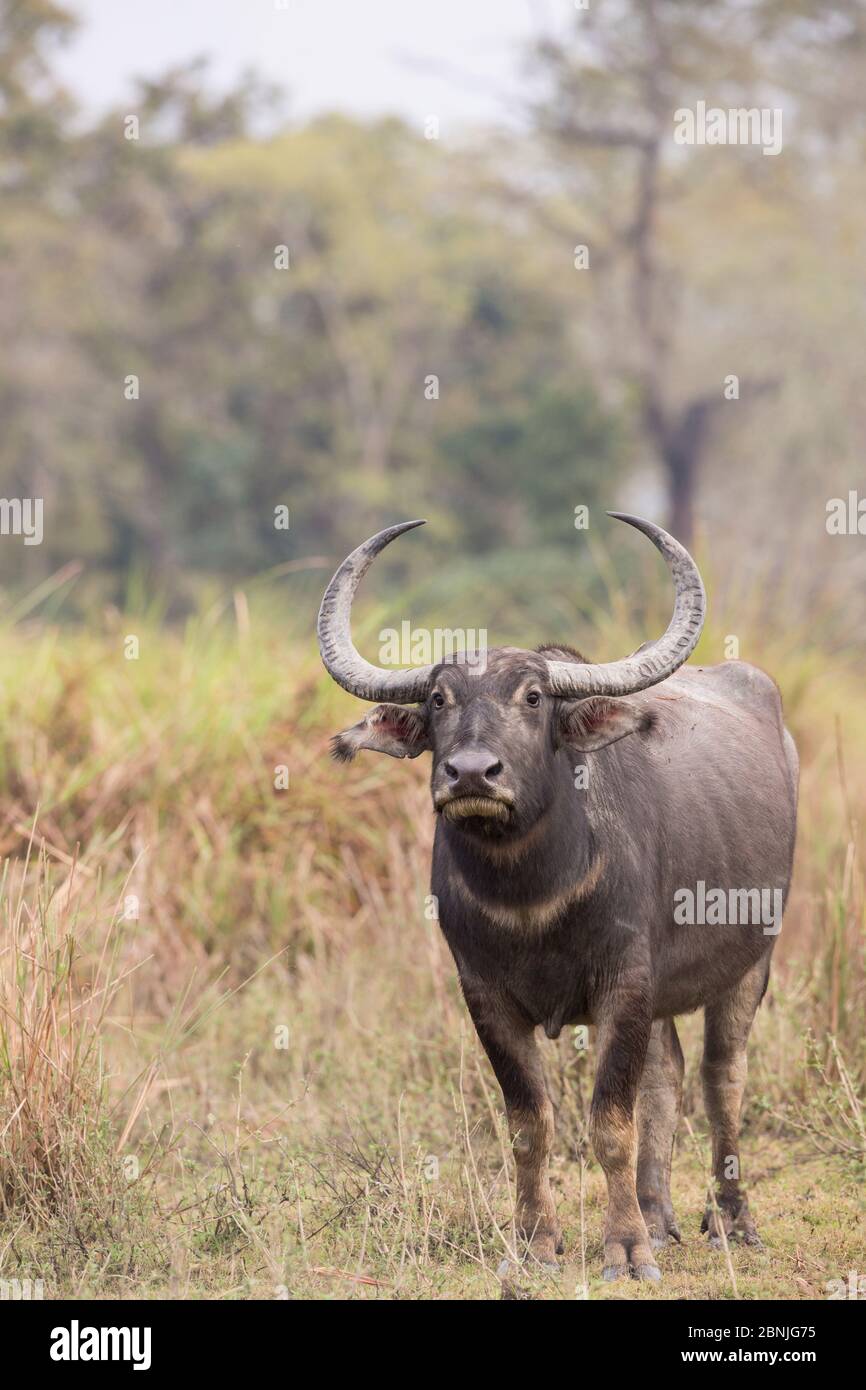 Asiatic wild buffalo  (Bubalus arnee) portrait of female. Kaziranga National Park, India. Stock Photo